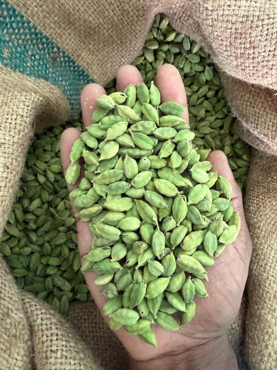 Bold Cardamom